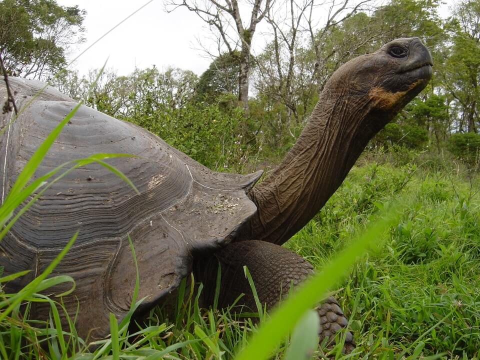 Tortuga gigante de Galápagos en su hábitat natural