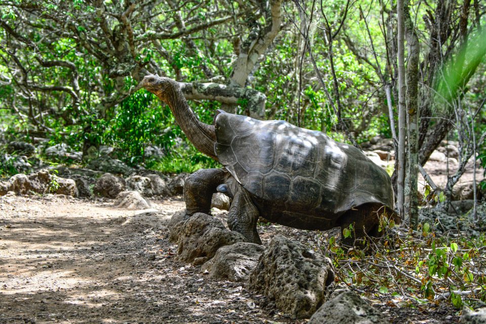 Giant Tortoise Reserve On Santa Cruz Island, Galapagos.