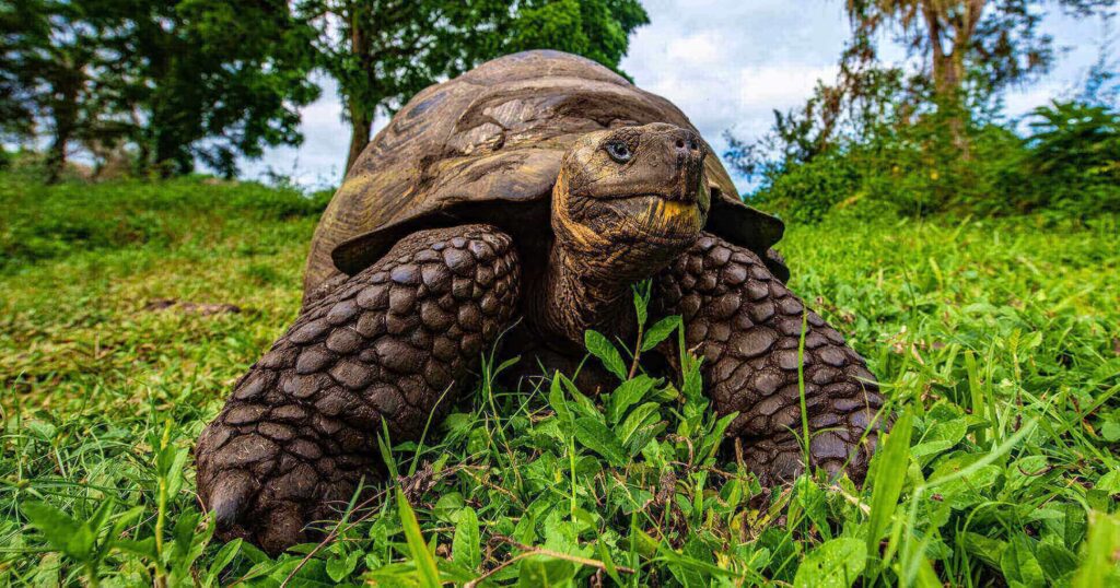 Giant Tortoise Reserve Santa Cruz Island Galapagos Islands