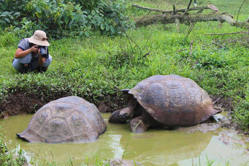 Invitados tomando fotografías de algunas tortugas gigantes de Galápagos.