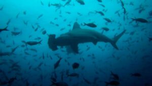 Hammerhead Shark Underwater
