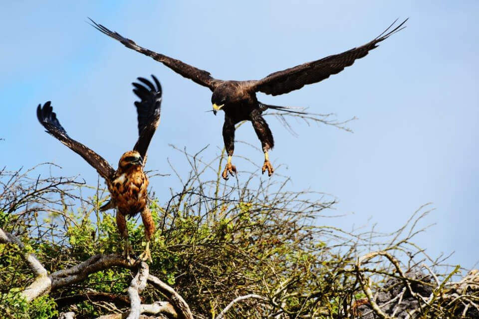 Galapagos Hawks