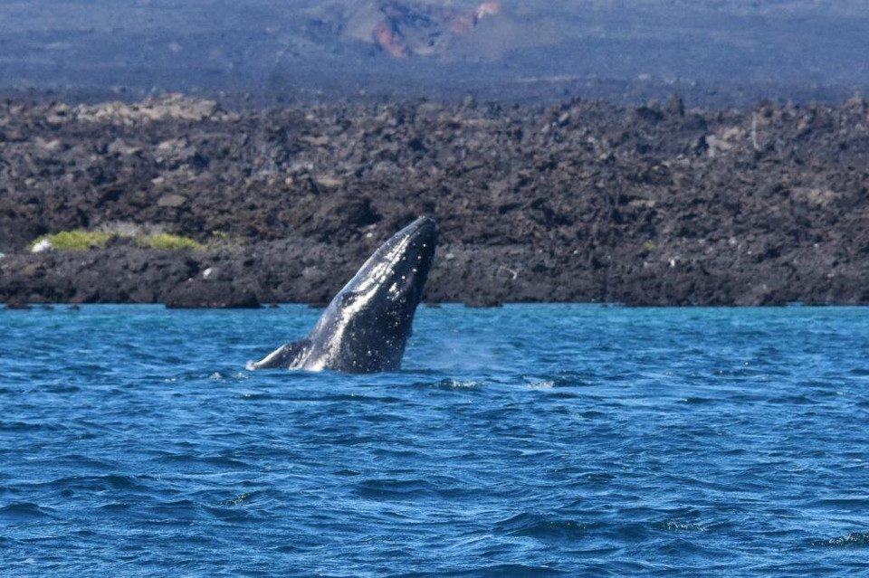 Galapagos Whales: Humpback Whale