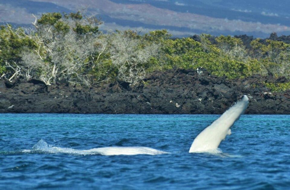 Madre ballena jorobada y su cría en las Islas Galápagos. 
