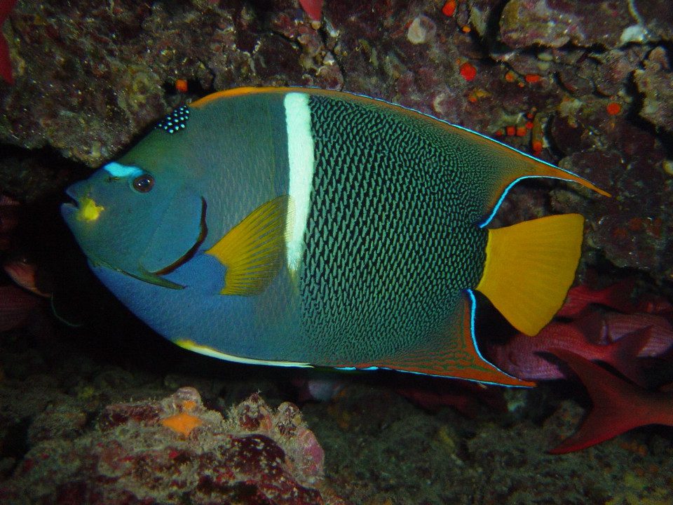 King Angel Fish In Galapagos