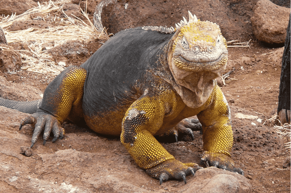 Especie icónica de las Islas Galápagos, Iguana terrestre. 