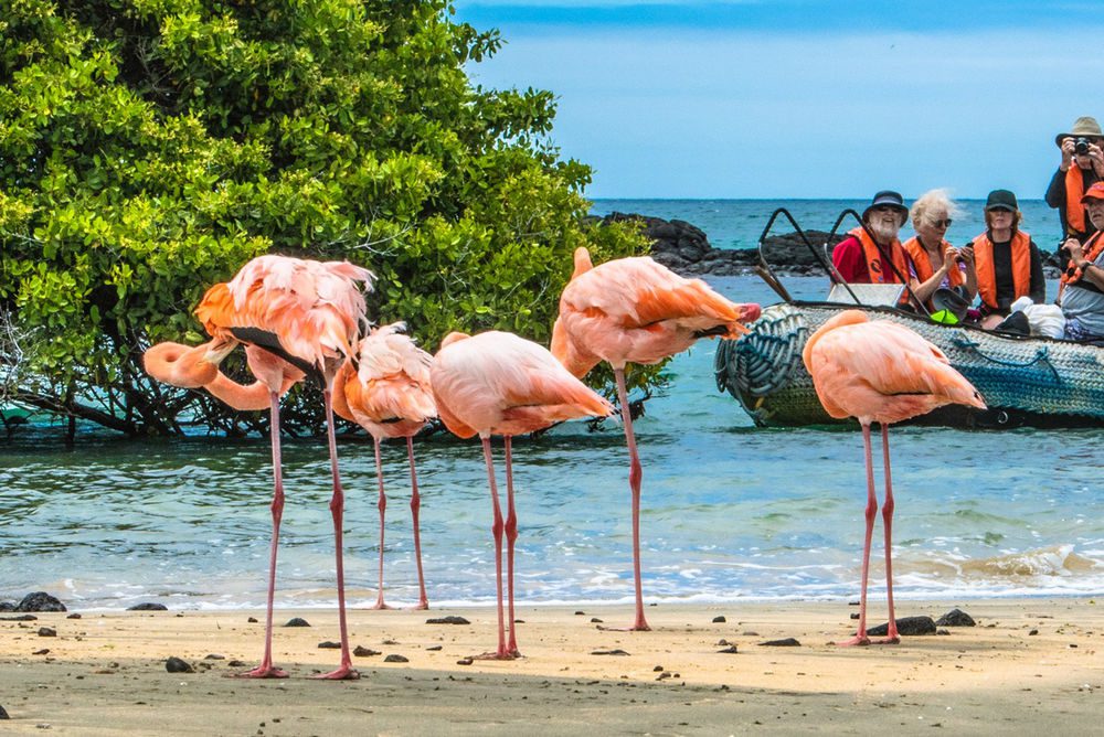 Large Flamingos Panga Ride Galapagos Islands