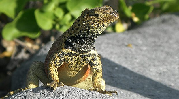 Galapagos Iconic Species: Lava Lizard