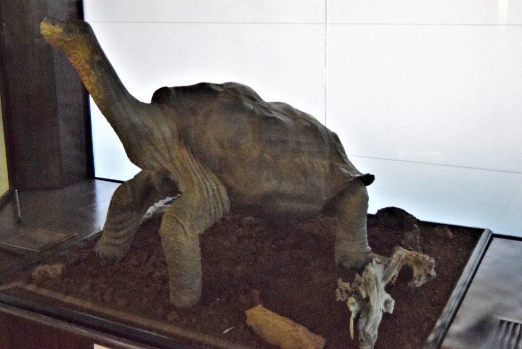 Lonesome George's Remains