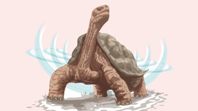 Lonesome George Giant Tortoise
