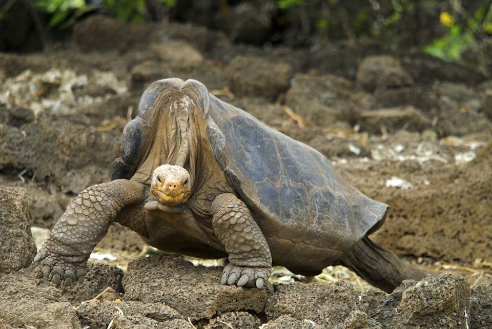 Lonesome George, The Most Famous Galapagos Giant Tortoise.