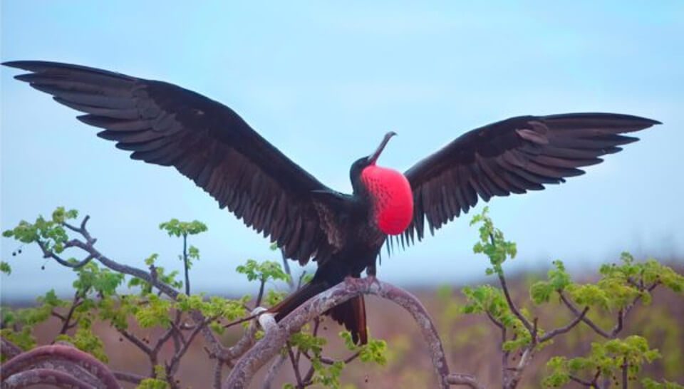 Male Frigate Bird From The Galapagos Islands