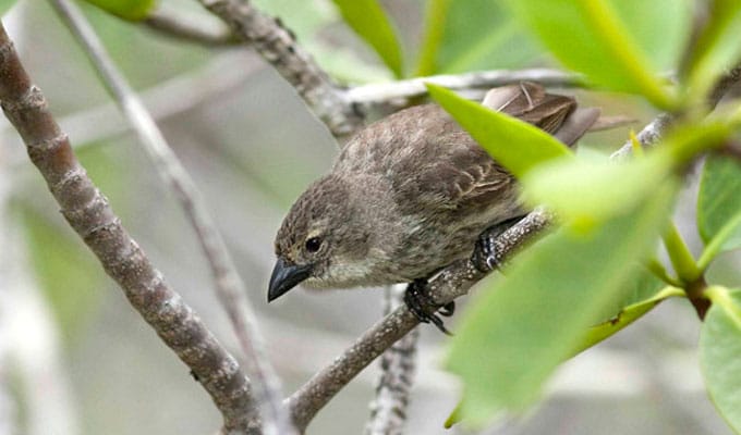 Aves de Galápagos: Pinzón de manglar