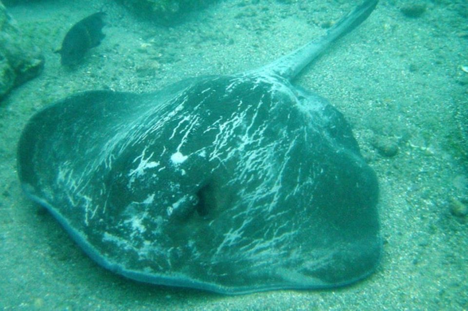 Marble Ray Underwater.