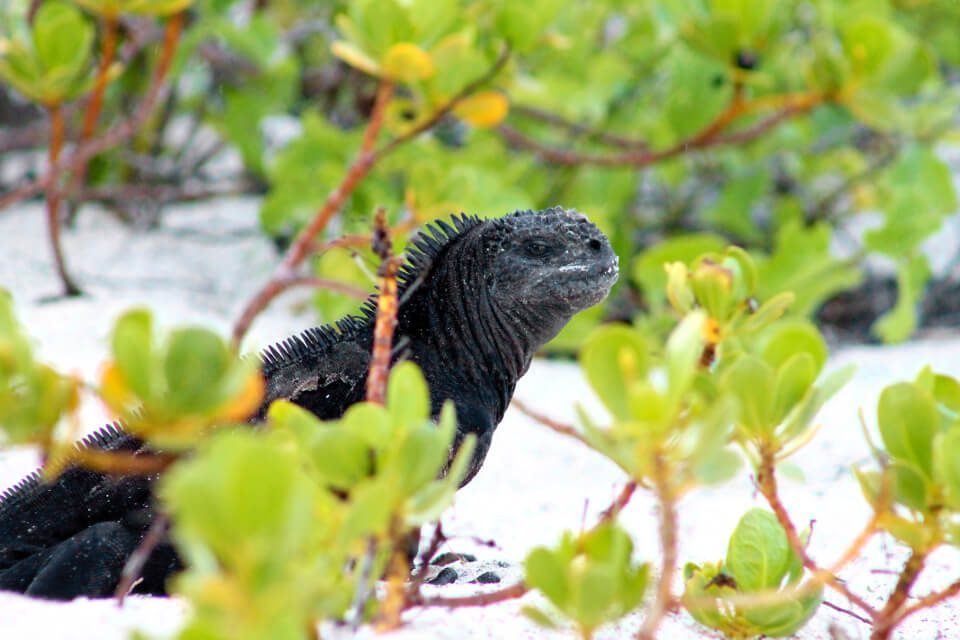 Ejemplo de evolución de una iguana marina