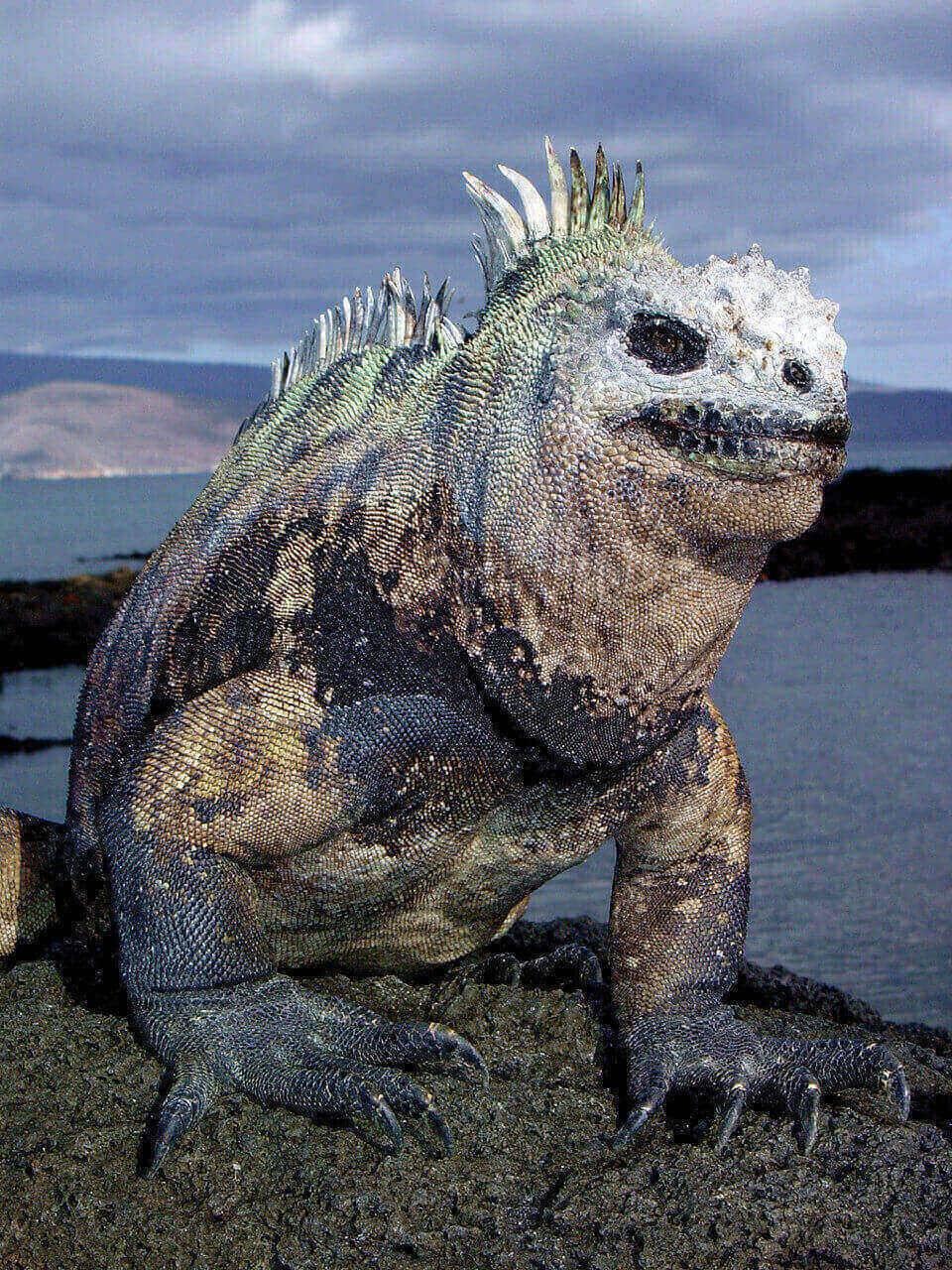 Marine Iguana From The Galapagos Islands