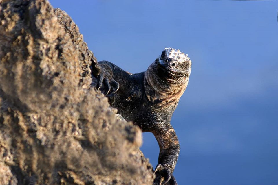 Marine Iguana On A Rock.