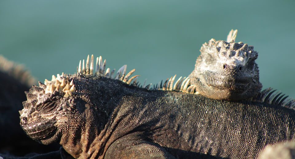 Marine Iguanas From The Galapagos Islands