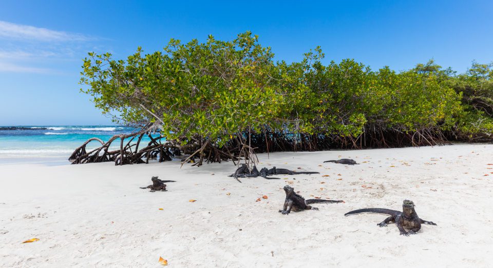 Iguanas marinas en Tortuga Bay.