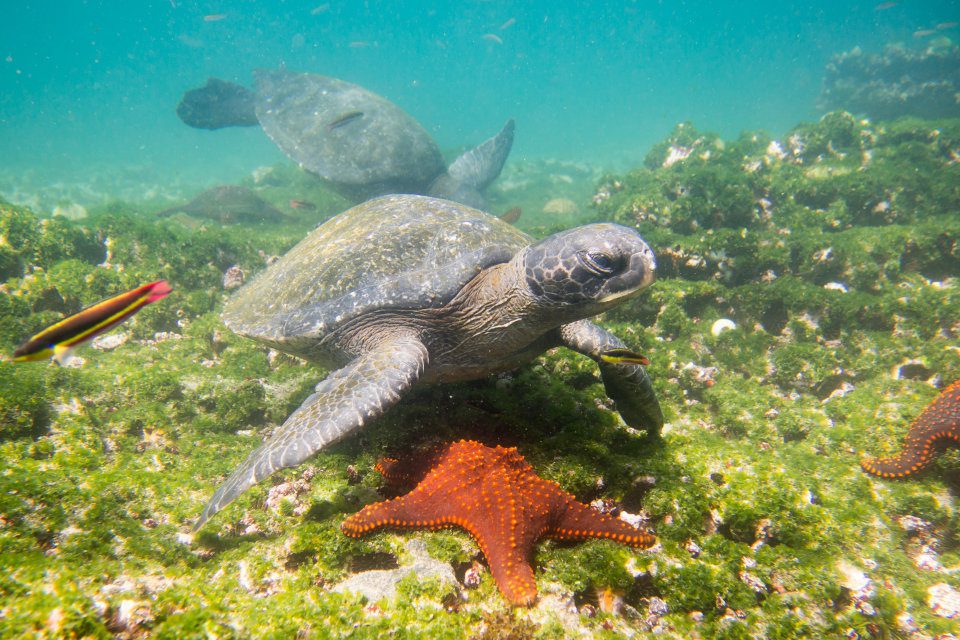 Marine Tortoise In Galapagos.