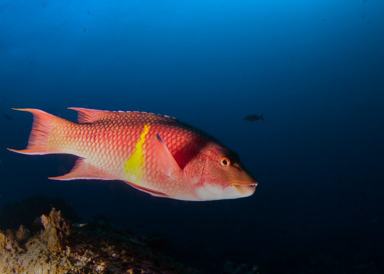Mexican Hogfish In The Galapagos