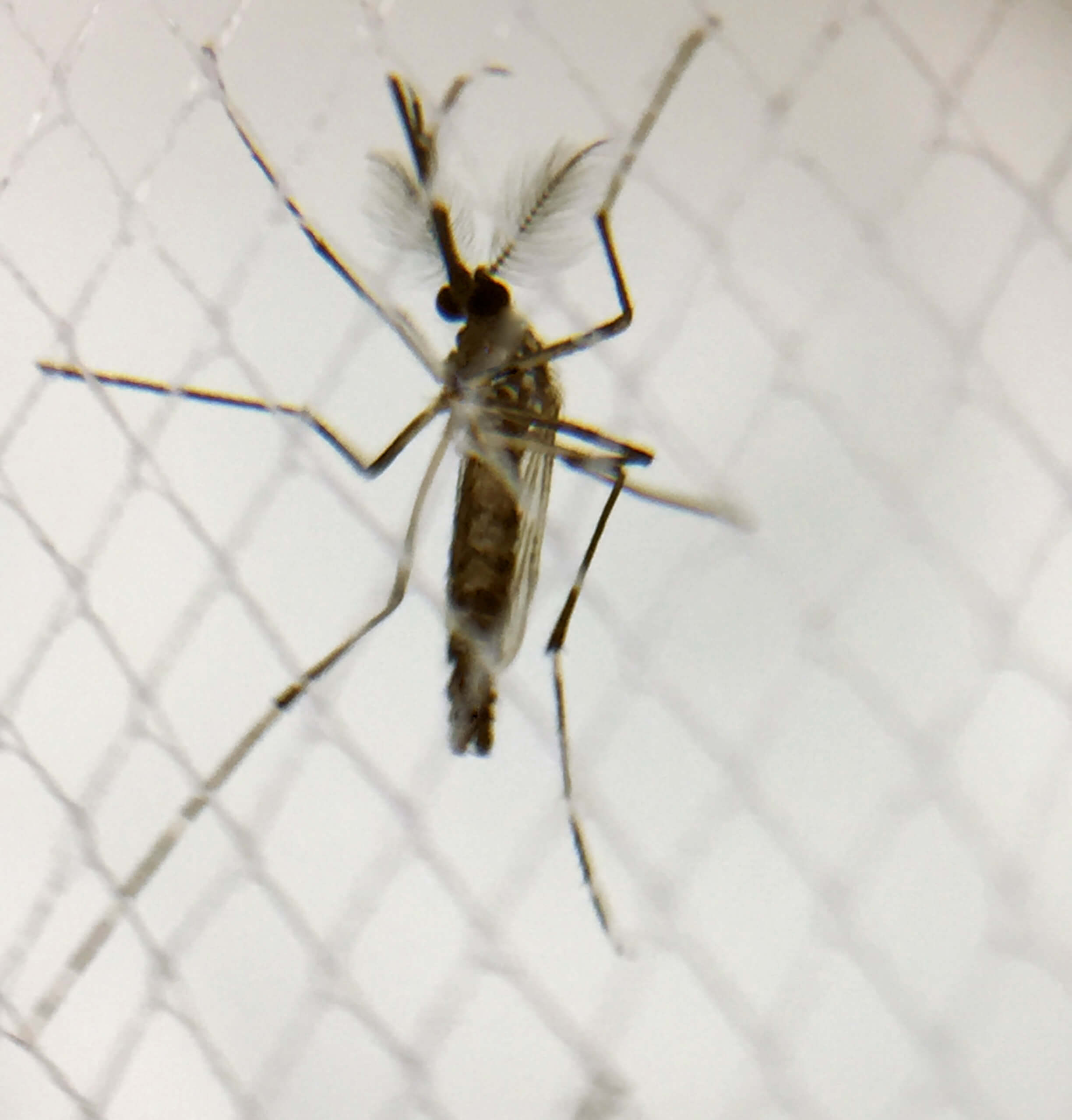 Zika Virus In Galapagos And Ecuador In 2018