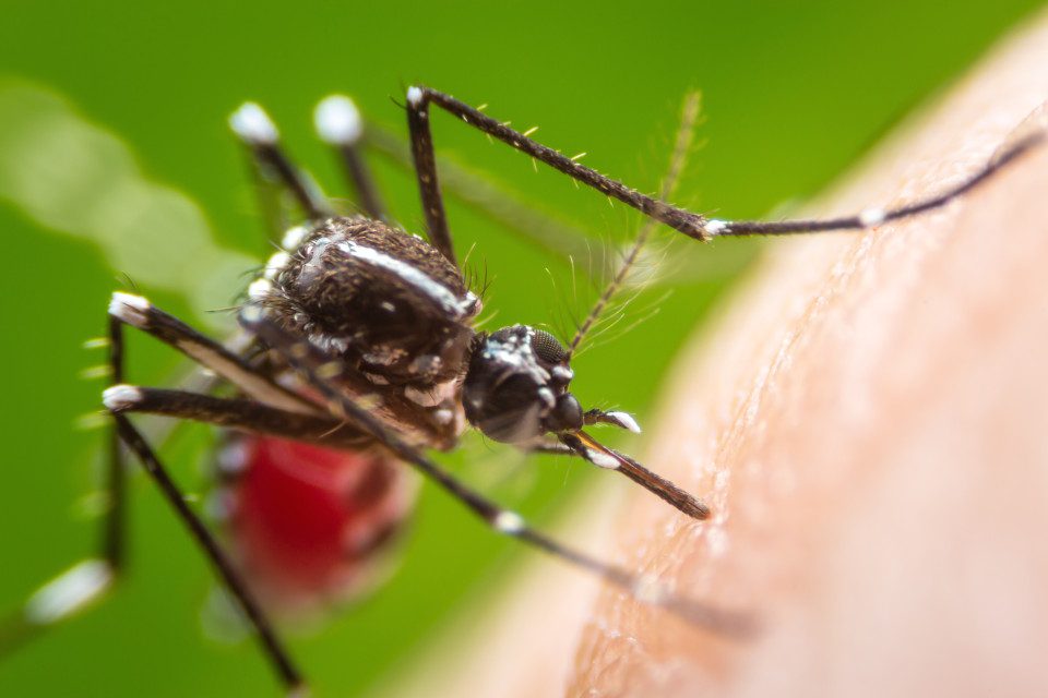 Mosquito Borne Illnesses