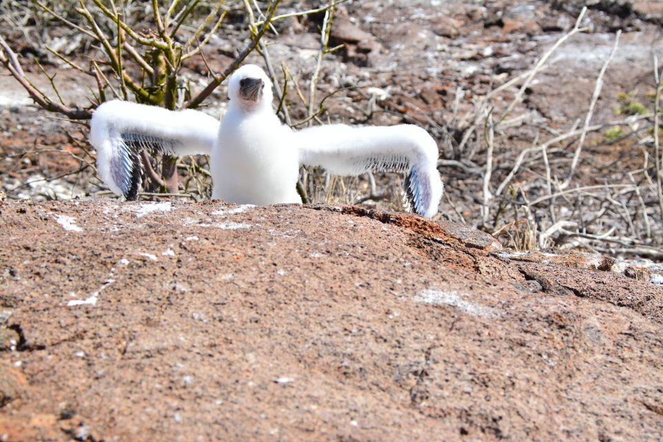 Nazca Booby Chick About To Die. 