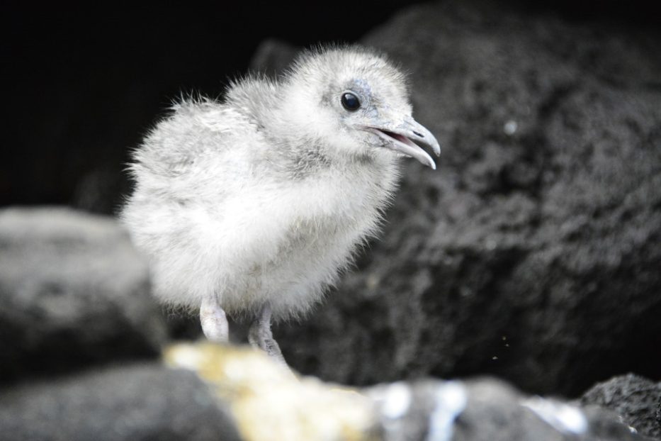 Nazca Booby Chick Seen On Genovesa Island.