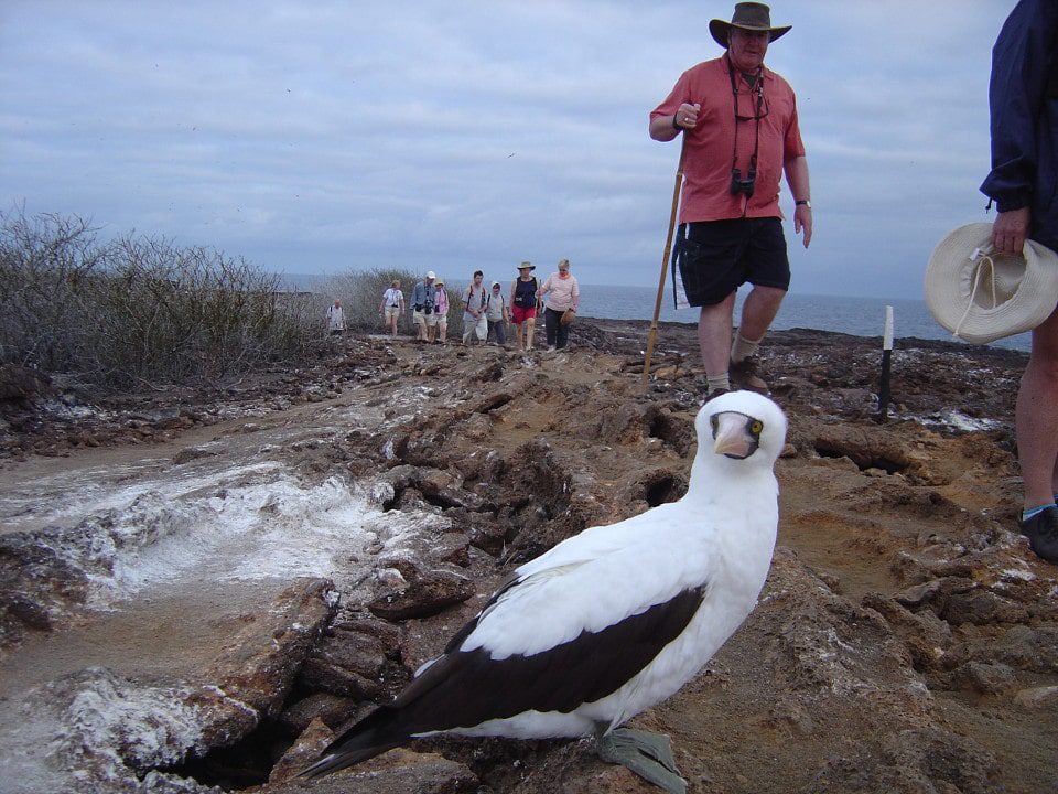 Nazca Booby Found On The Trail When Exploring Galapagos.