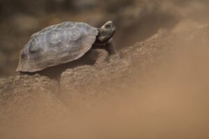 Newborn Galapagos Tortoise
