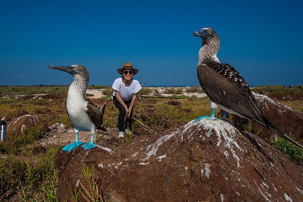 Blue Footed Boobies In North Seymour Island, Galapagos