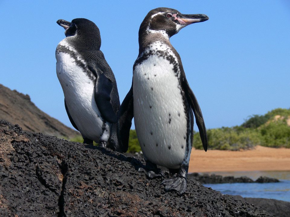 A Couple Of Penguins
