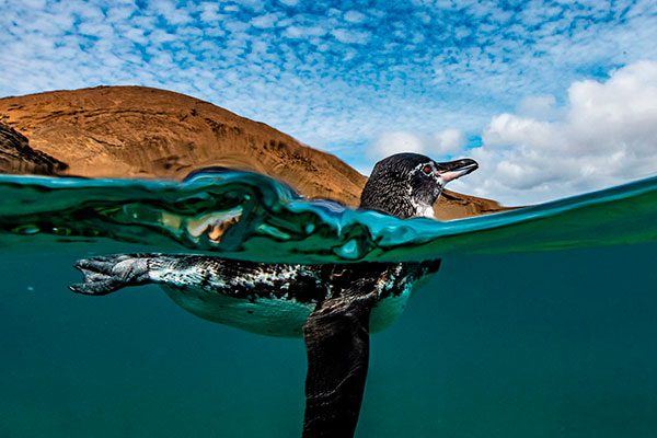 Galapagos Penguin Swiming In Bartolome Island