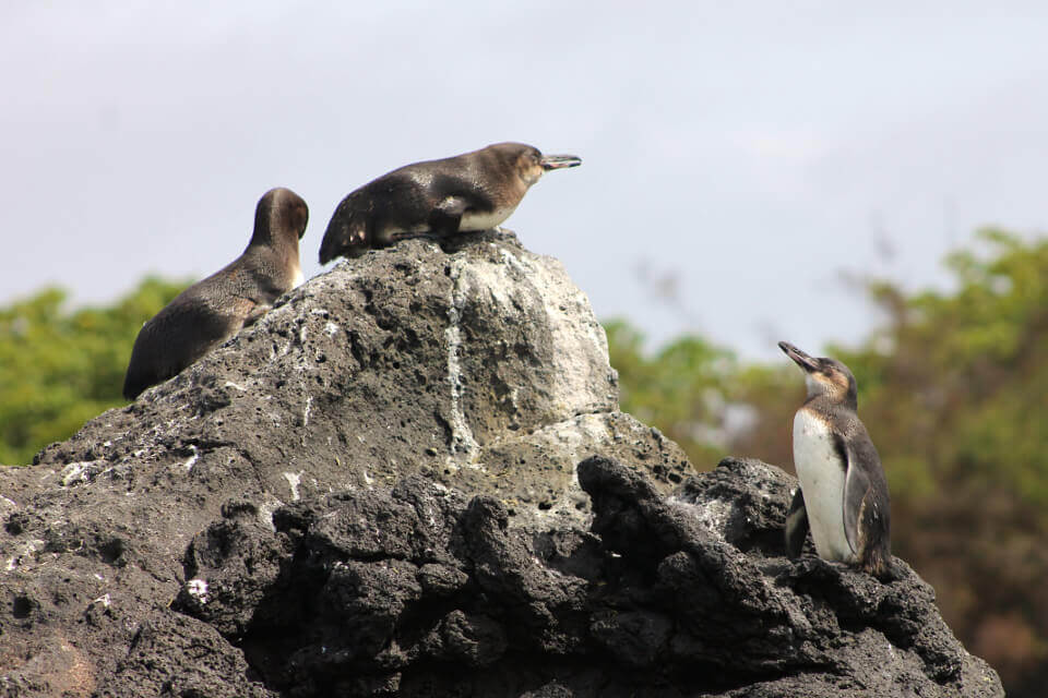 Tres pingüinos de Galápagos sobre una roca