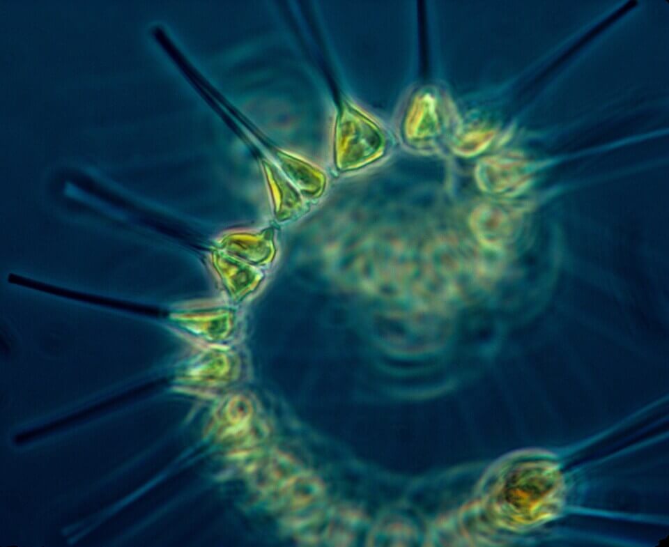 fitoplancton