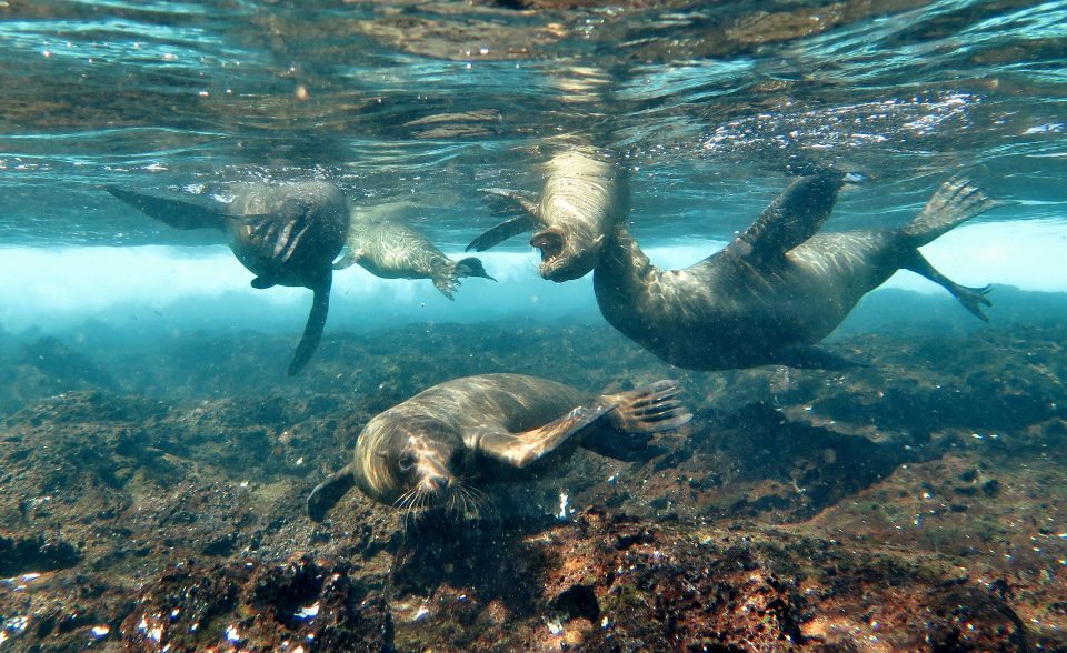 Juguetones lobos marinos de Galápagos bajo el agua