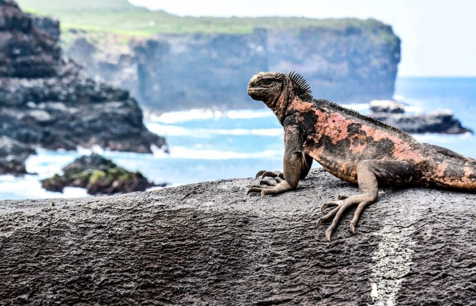 Iguana On A Rock At Punta Suarez.