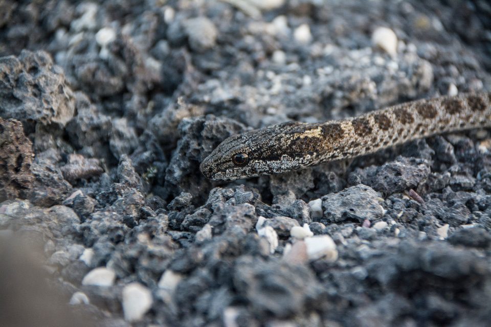 Serpiente Corredora Islas Galápagos