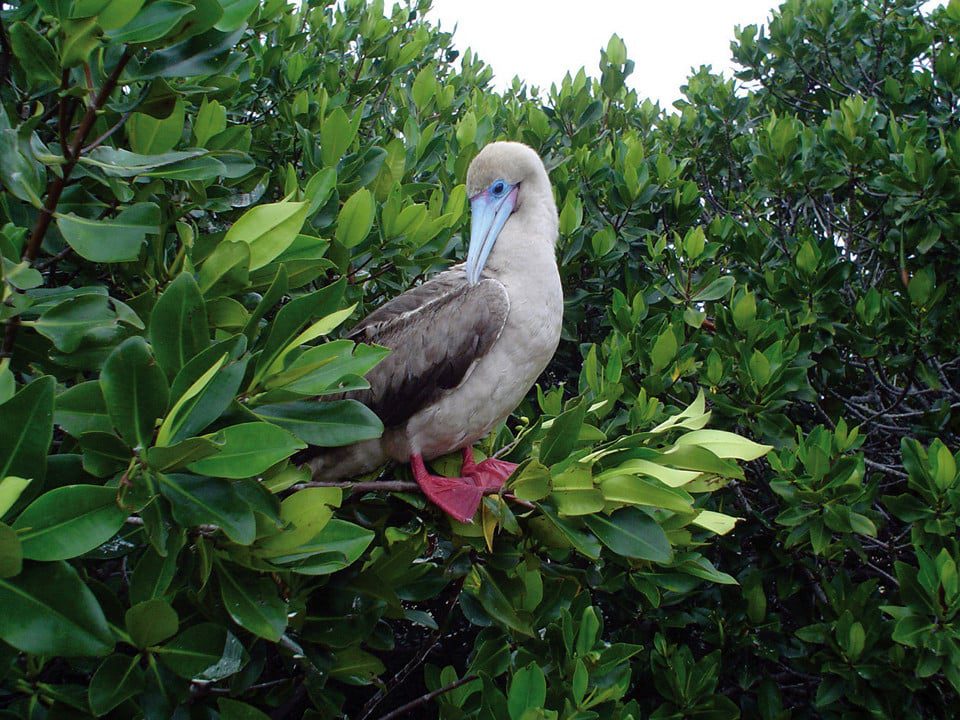 Red Footed Booby Galapagos.