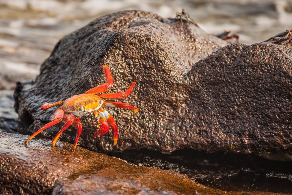 Galapagos Animals: Sally Lightfoot Crab