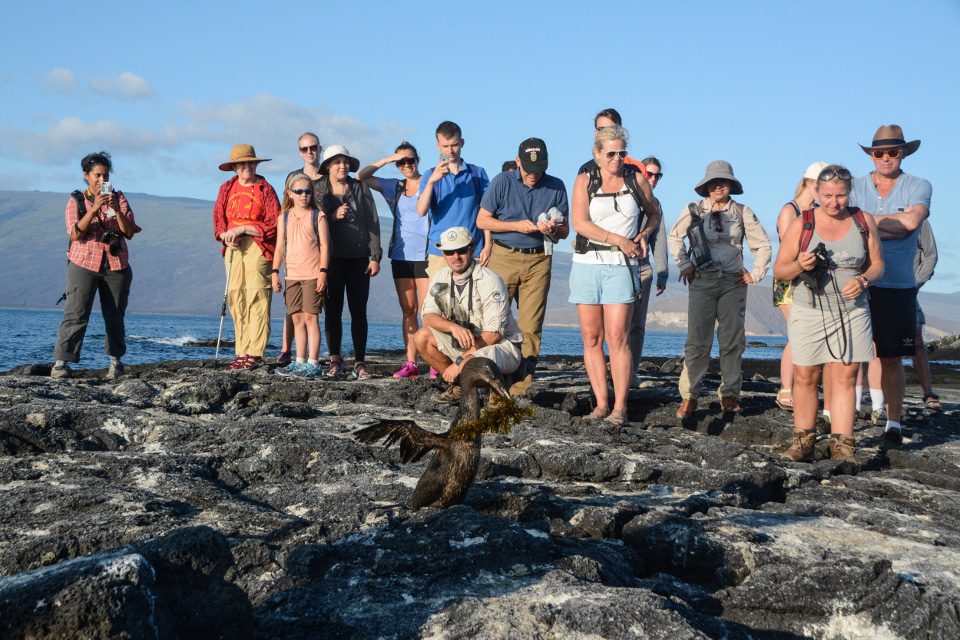 Santa Cruz's Guest Observing A Flightless Cormorant On Fernandina Island.