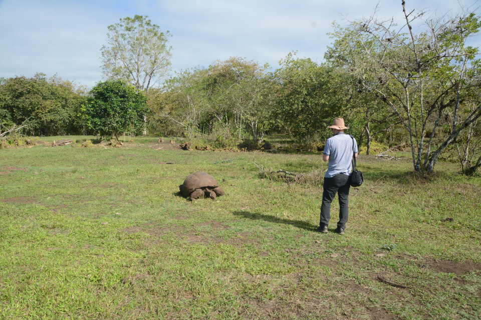 Guest Spots A Giant Tortoise In Santa Cruz Island. 