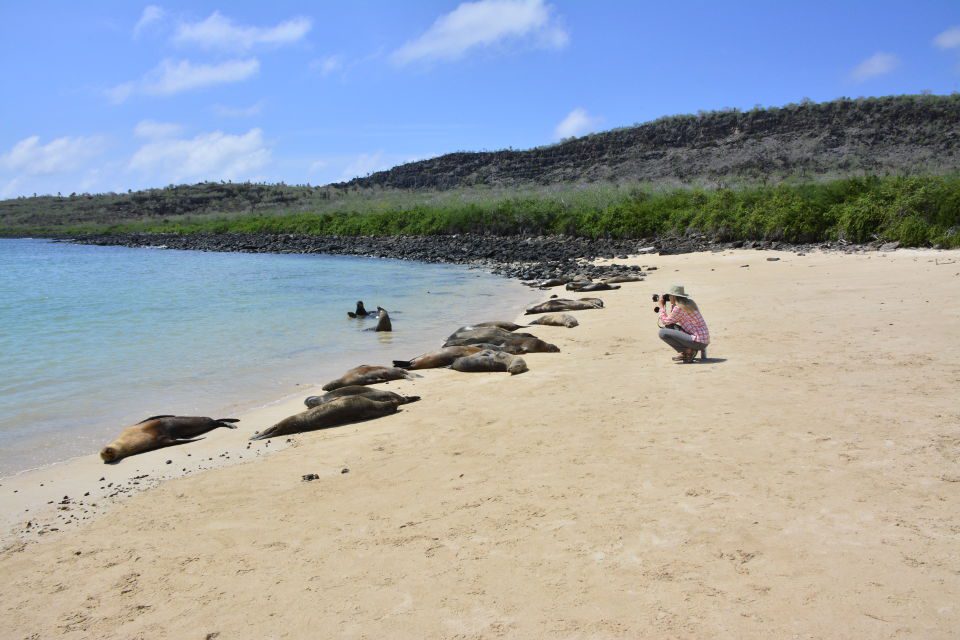 A Group Of Galapagos Sea Lions Resting On The Beach Of Santa Fe Island. 