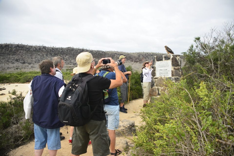 Visitors Taking Photos Of A Galapagos Hawk.