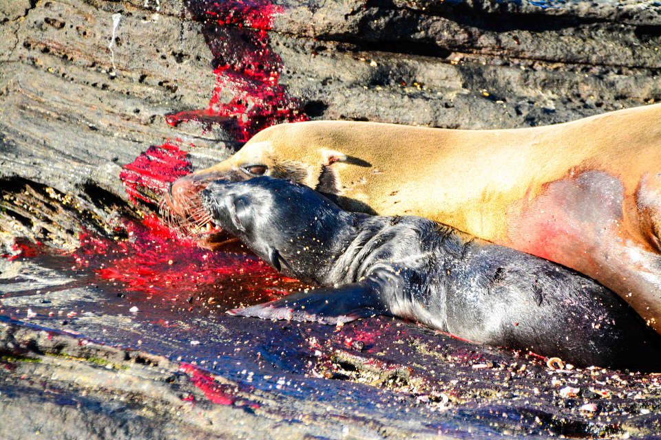 Birth Of A Sea Lion At Puerto Egas On Santiago Island.