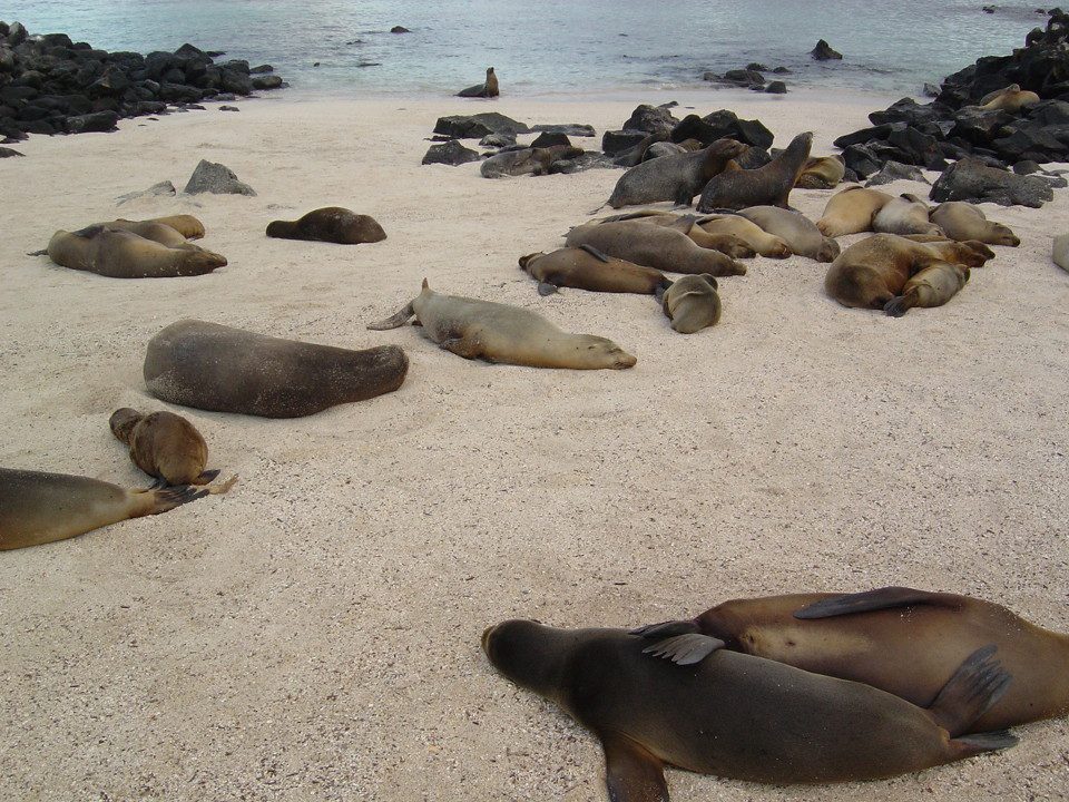 Colonia de lobos marinos de Galápagos