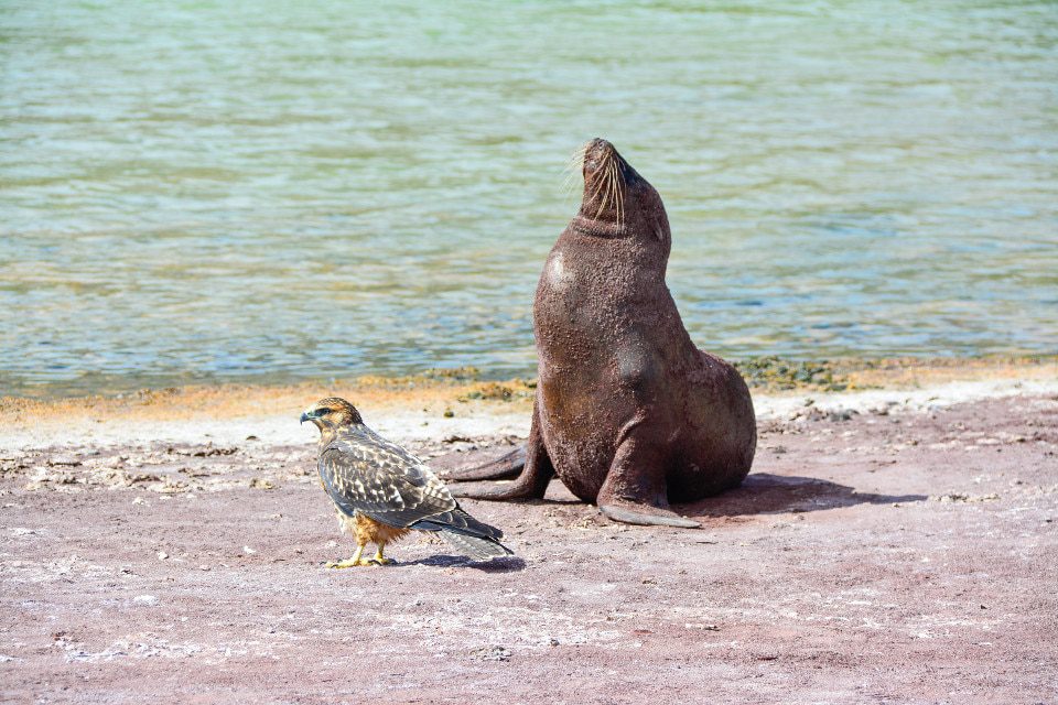 León marino de Galápagos y halcón de Galápagos en la isla Rábida