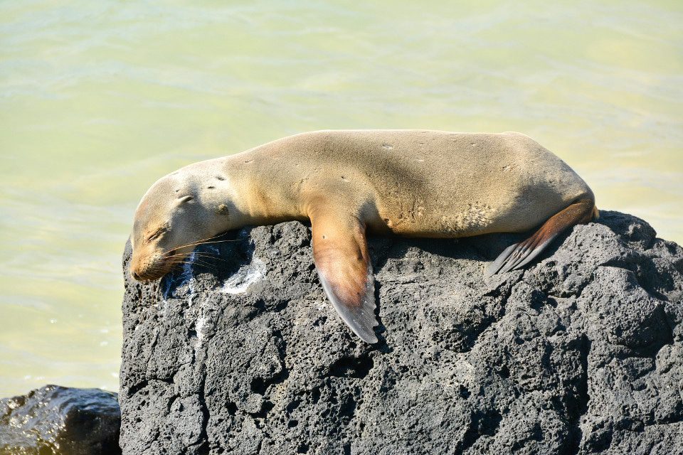 Sea Lion Pup Sleeping On A Rock.