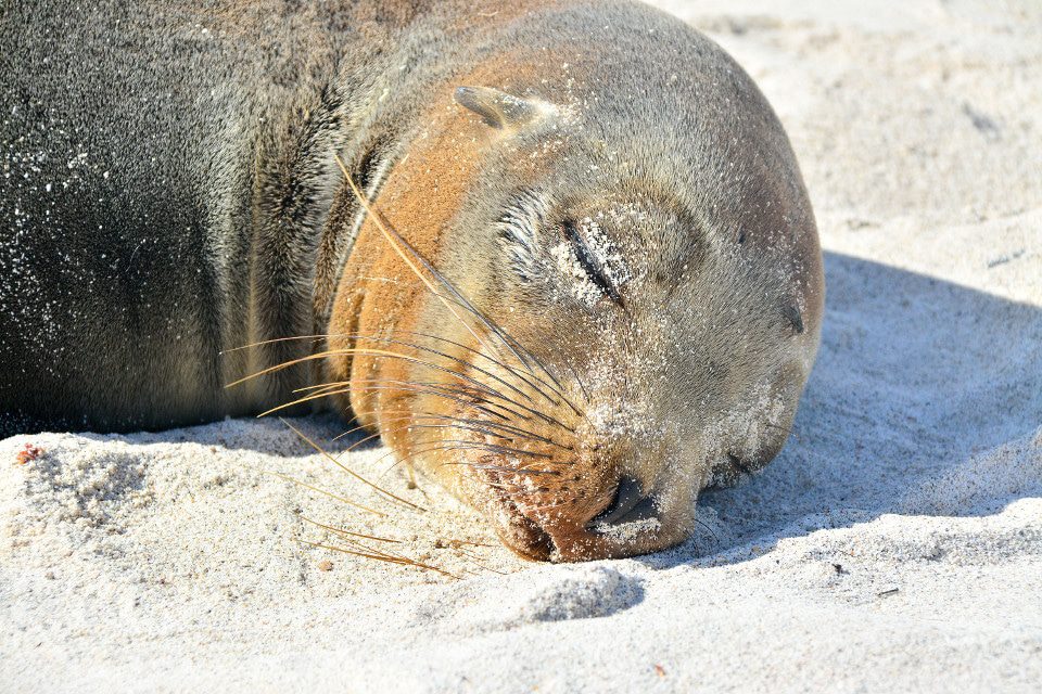 Galapagos Sea Lion Sleeping.